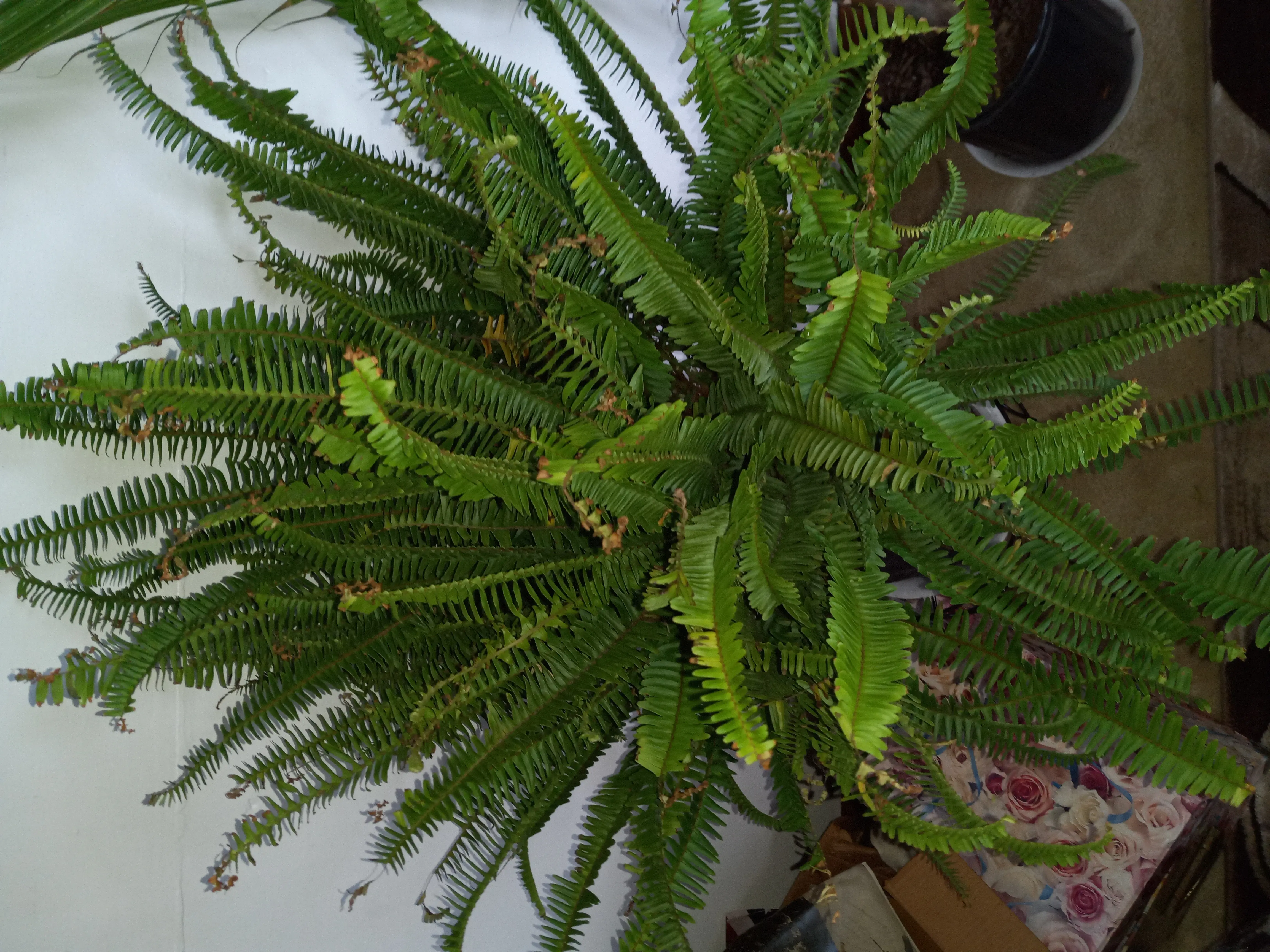 Photo of the plant species hard-fern by @JoyousChervil named Fergie the Fairy on Greg, the plant care app