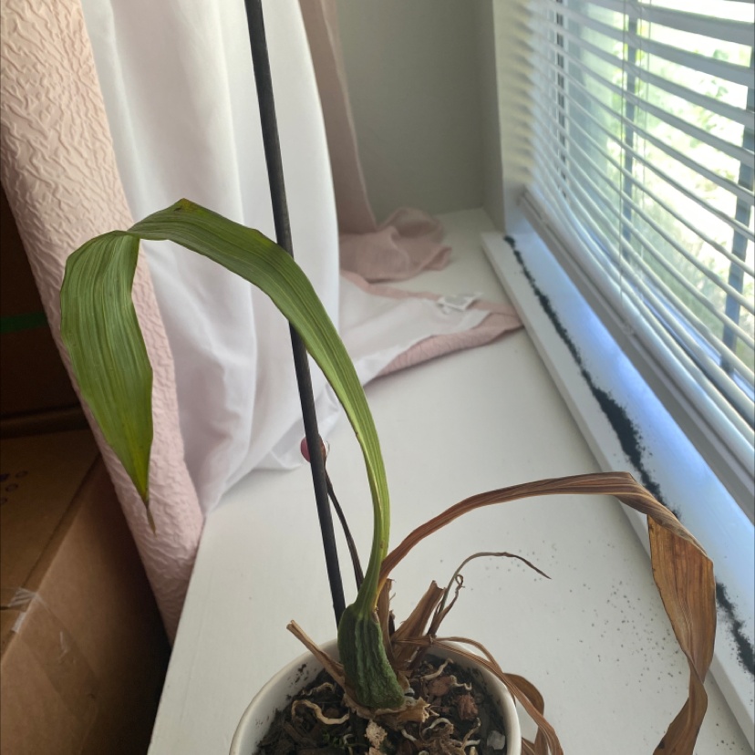 Photo of the plant species Encyclia Rioclarense by @UnrefutedOlneya named Orchid on Greg, the plant care app