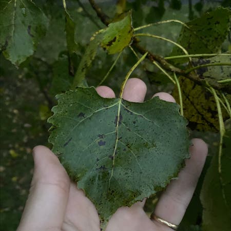 Photo of the plant species Black Poplar by Vastpilea named Your plant on Greg, the plant care app