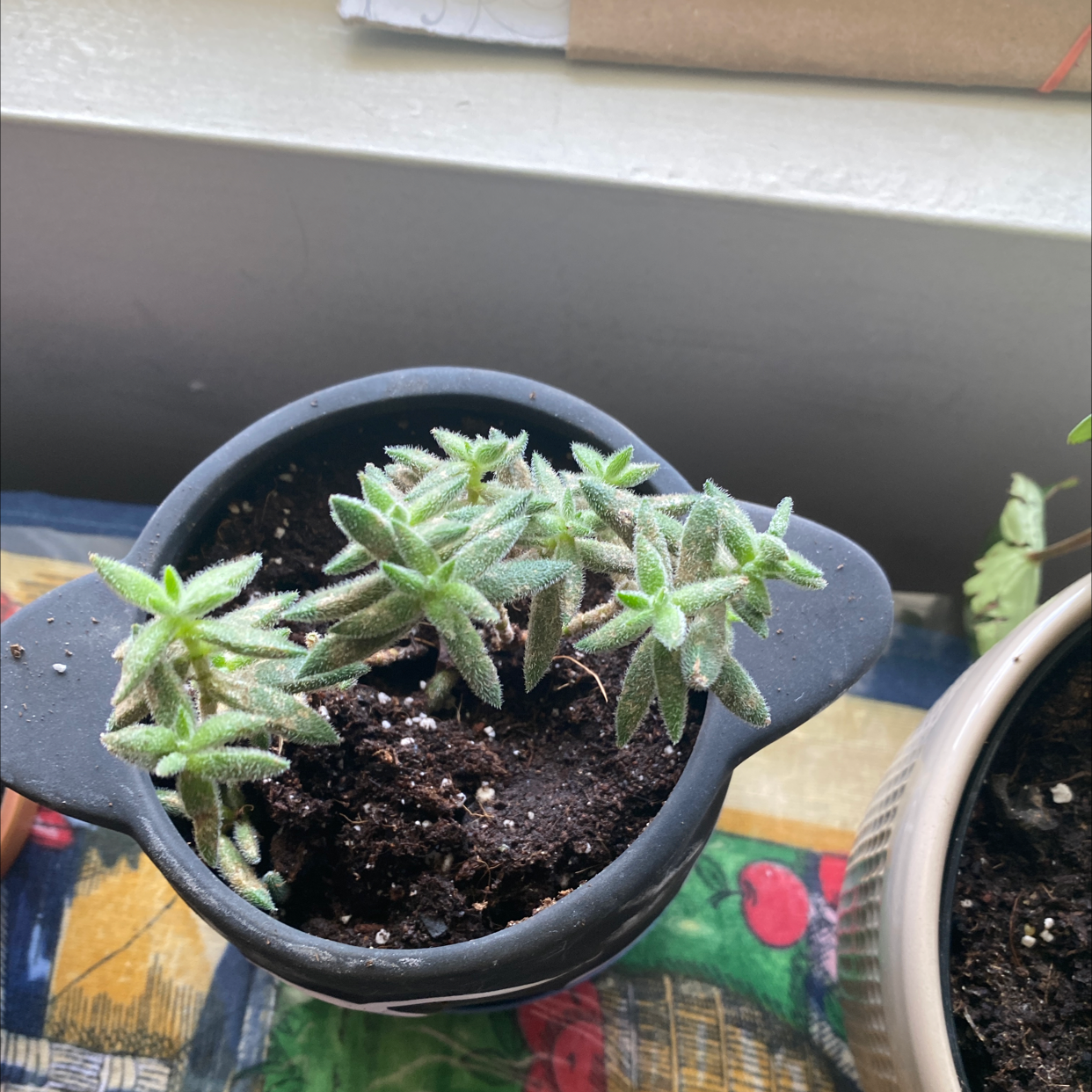Potted ruby necklace plant with visible soil, well-framed and in focus.