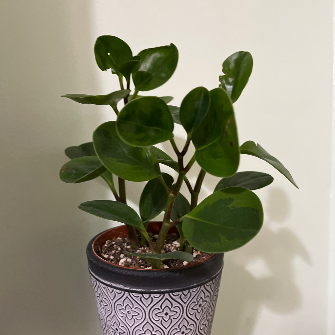 Lemon Lime Peperomia plant in a decorative pot with healthy green leaves.