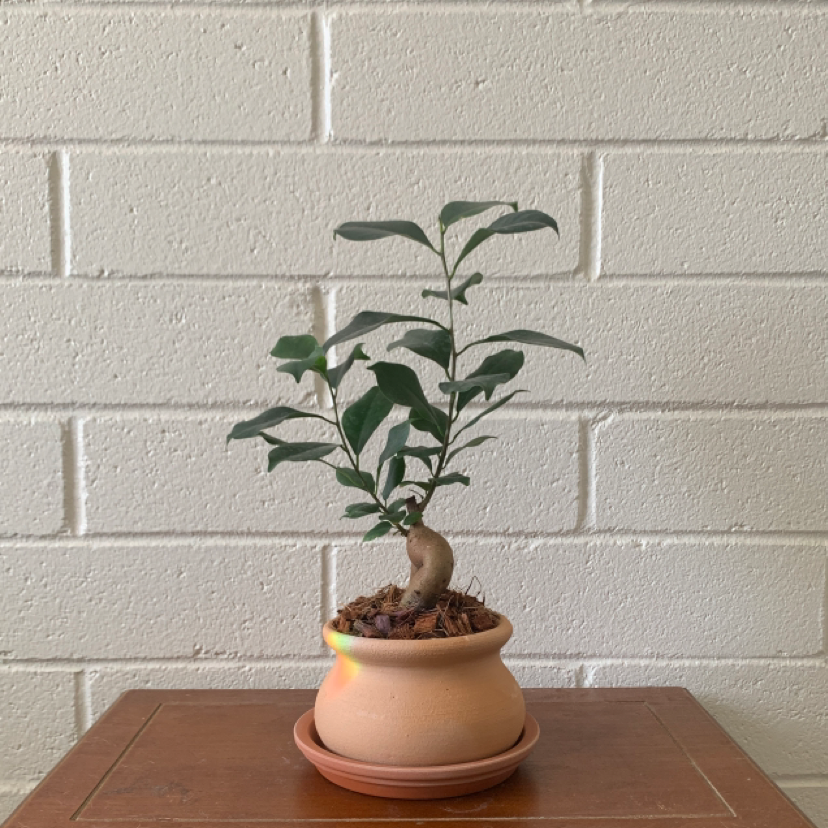 Healthy Ficus Ginseng bonsai tree in terracotta pot with pebble topping, against white brick wall background.