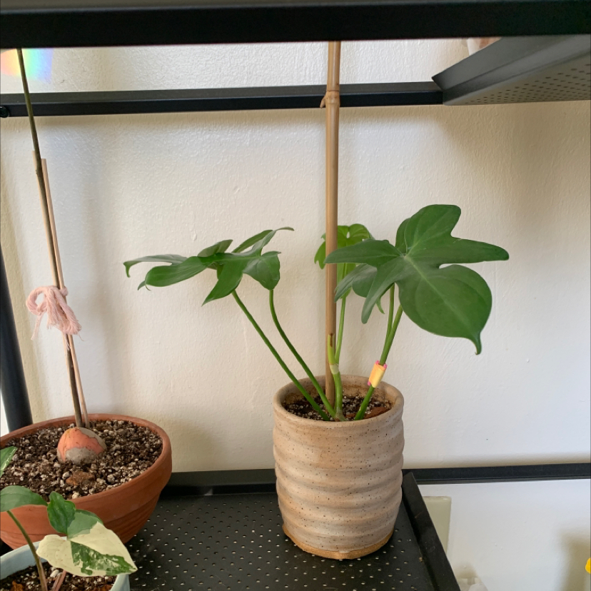 Philodendron Pedatum plant photo by @ali named Stella on Greg, the plant care app.