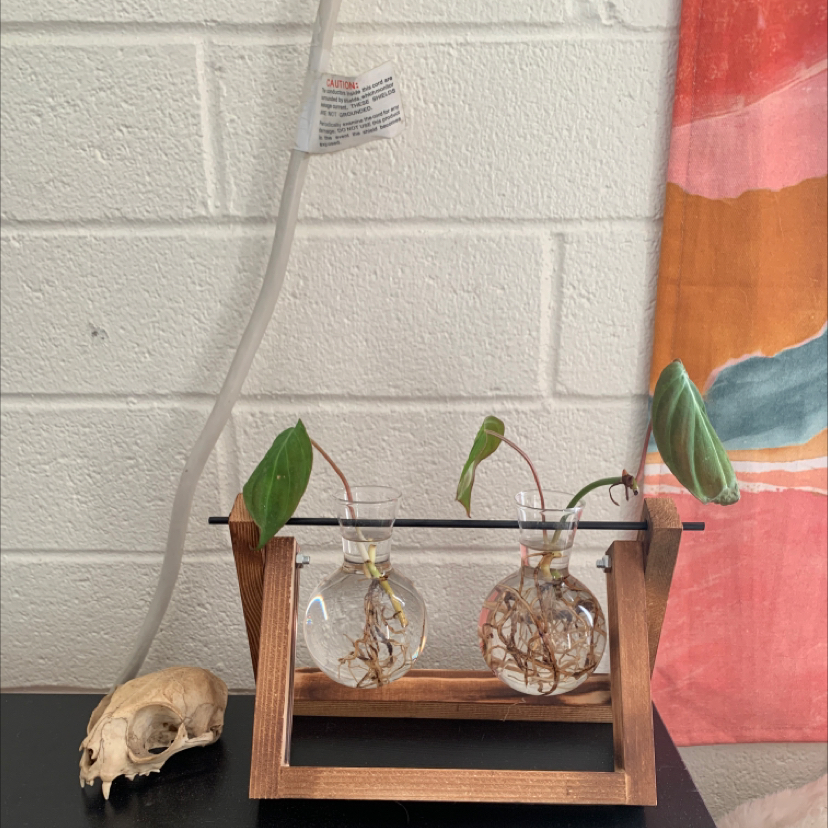 Philodendron Micans plant photo by @ali named rehab center on Greg, the plant care app.