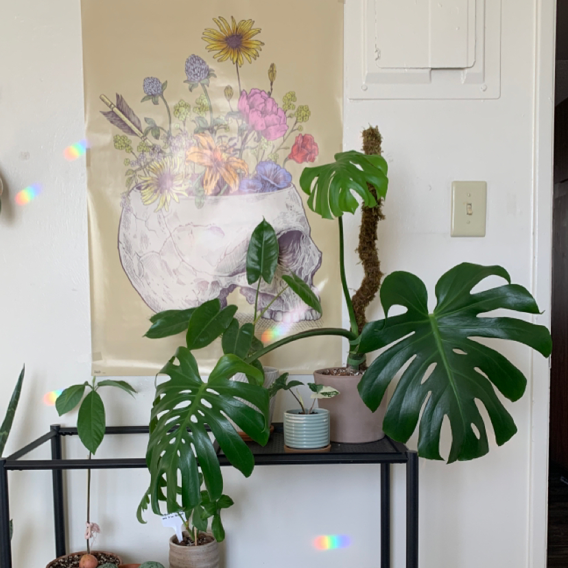 Monstera plant photo by @ali named Megan Fox on Greg, the plant care app.