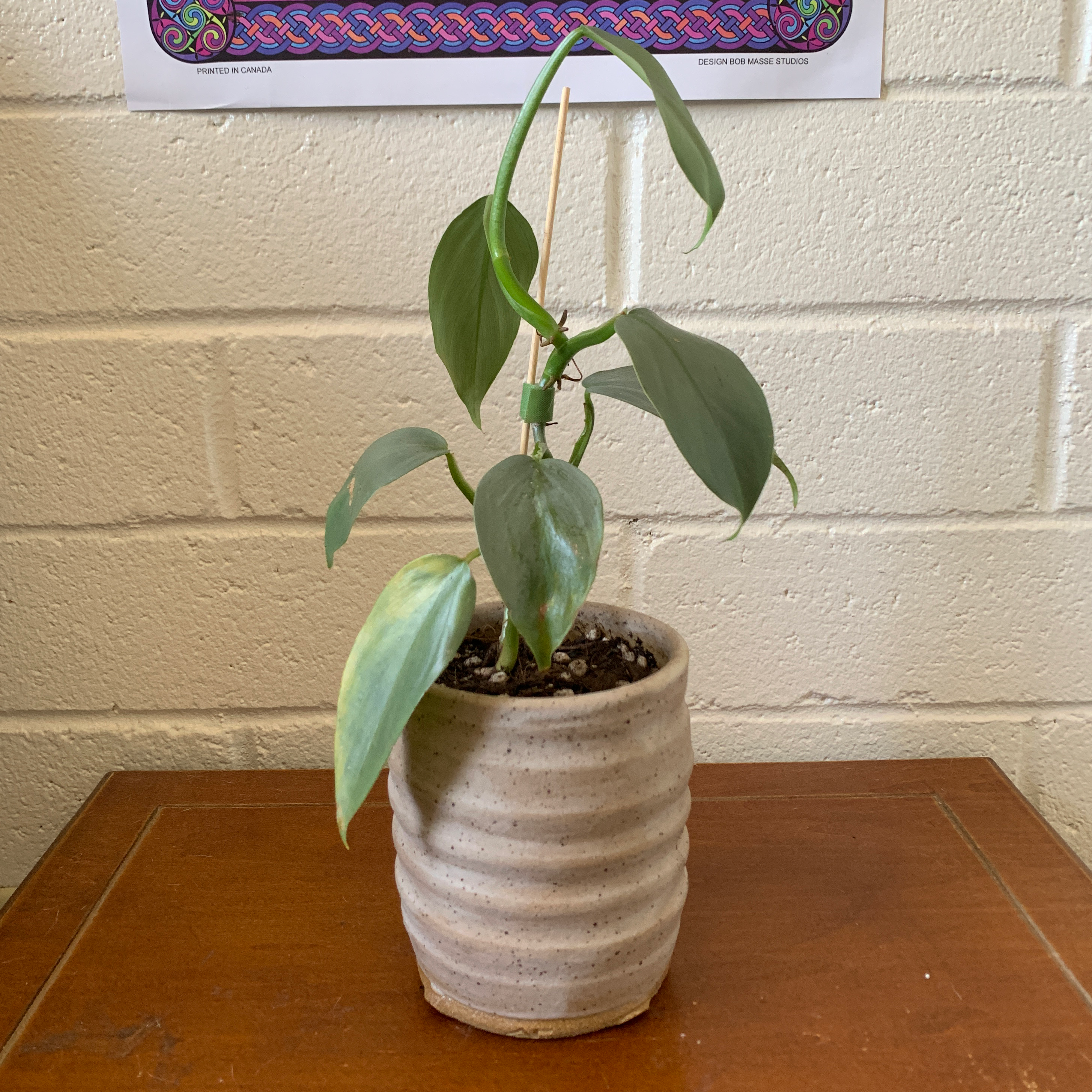 Potted Silver Sword Philodendron with one yellowing leaf, placed on a wooden surface.