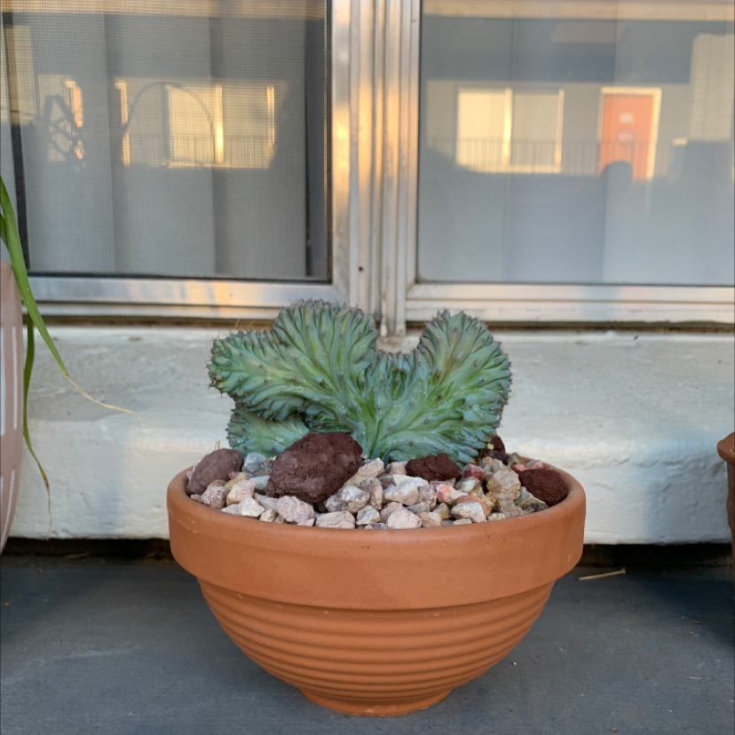 Potted Crested Blue Flame plant with decorative rocks, well-framed and in focus.