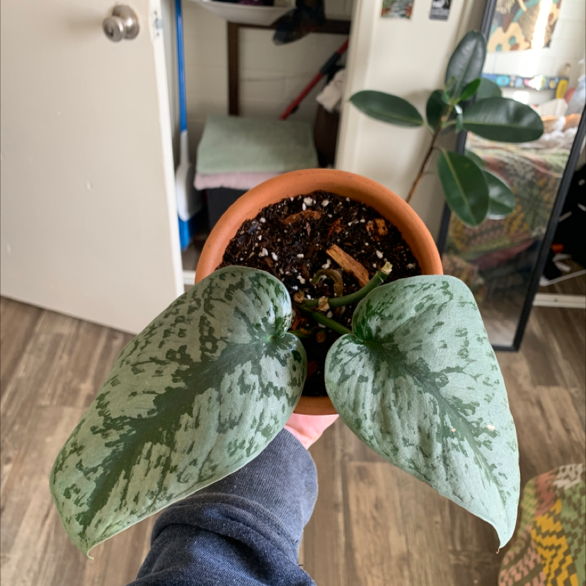 Silver Satin Pothos plant photo by @ali named Harmony on Greg, the plant care app.