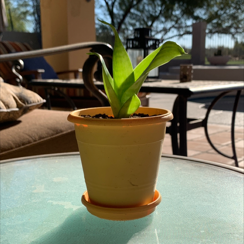 Snake Plant plant photo by @ali named Greg on Greg, the plant care app.