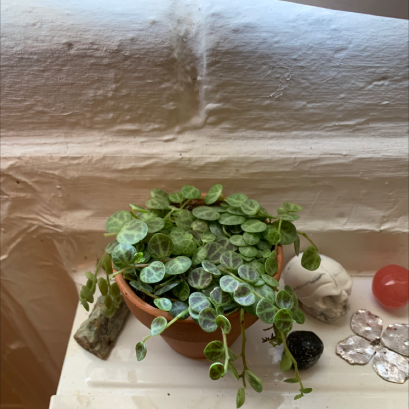 String of Turtles plant in a small pot with round, patterned leaves.