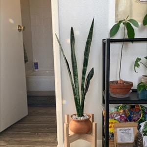 Snake Plant plant photo by @ali named Milo on Greg, the plant care app.