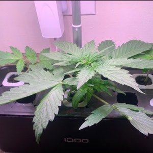 Marijuana plant photo by @ali named moon stomper on Greg, the plant care app.