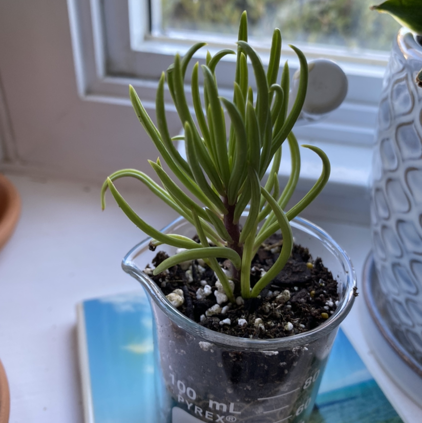 Succulent Bush Senecio plant in a beaker on a windowsill, healthy green leaves.