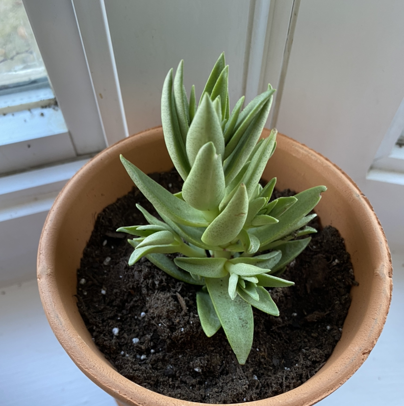 Potted Red Pagoda succulent near a window, healthy with no visible discoloration.