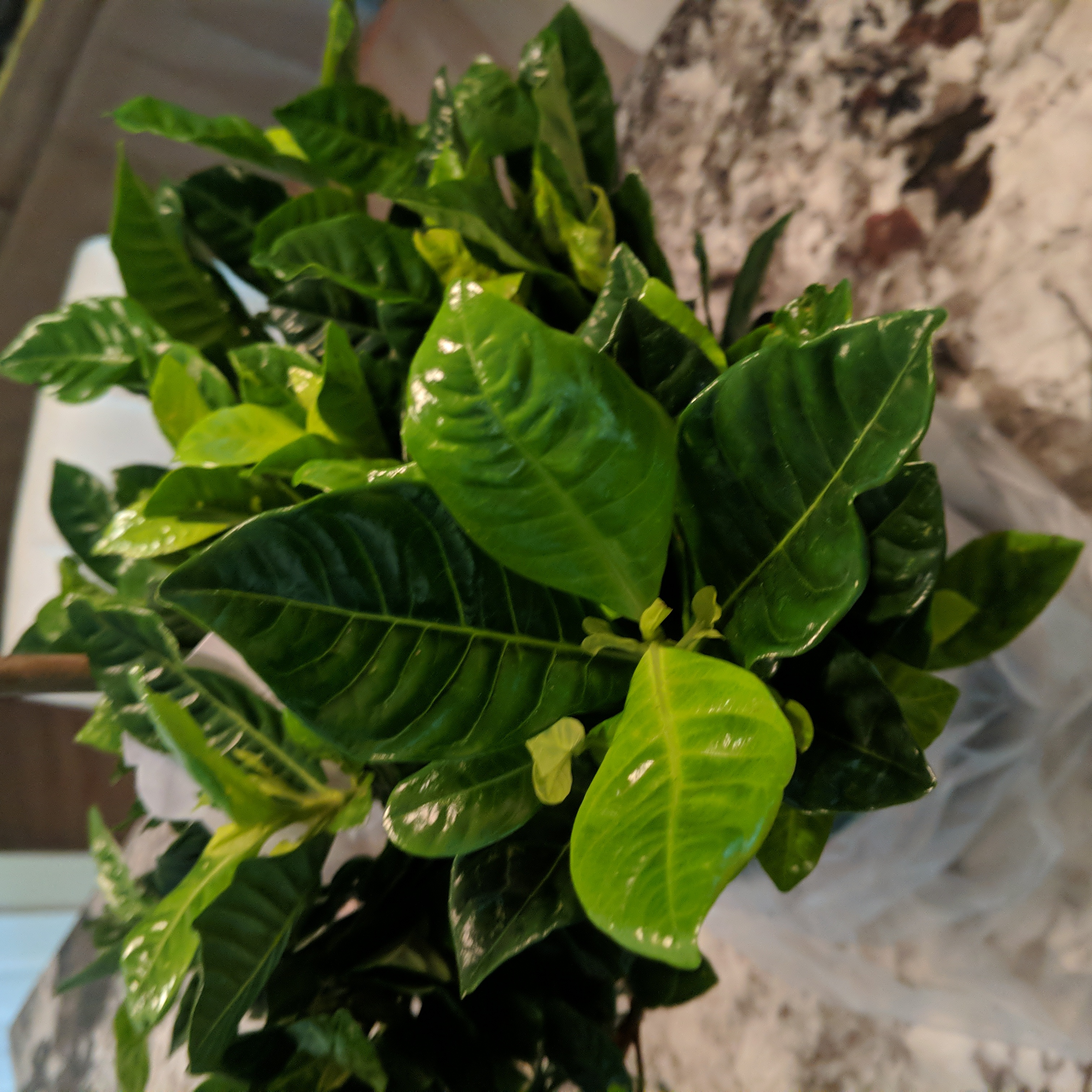 Gardenia