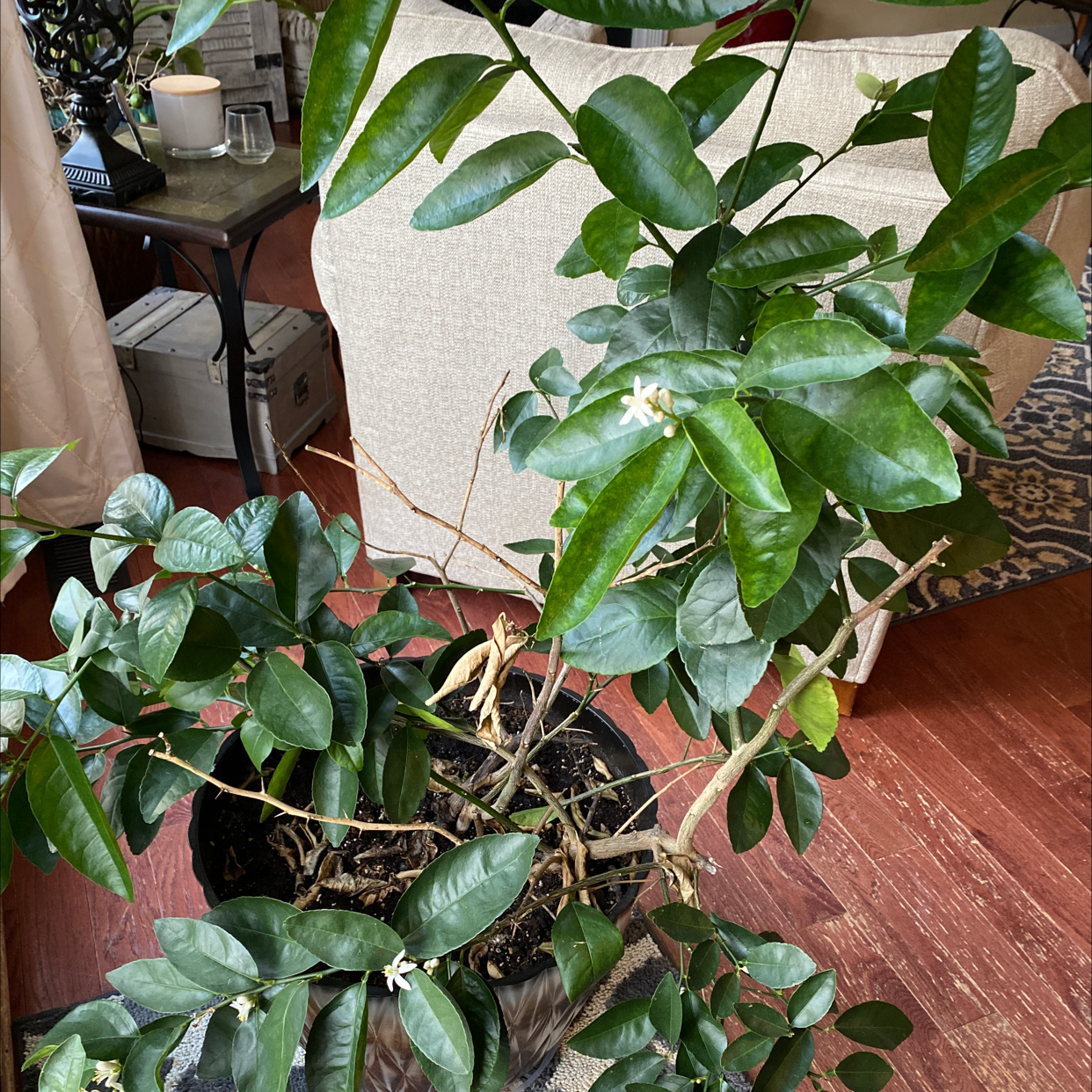 Indoor Persian Lime plant with healthy green leaves and visible flowers.