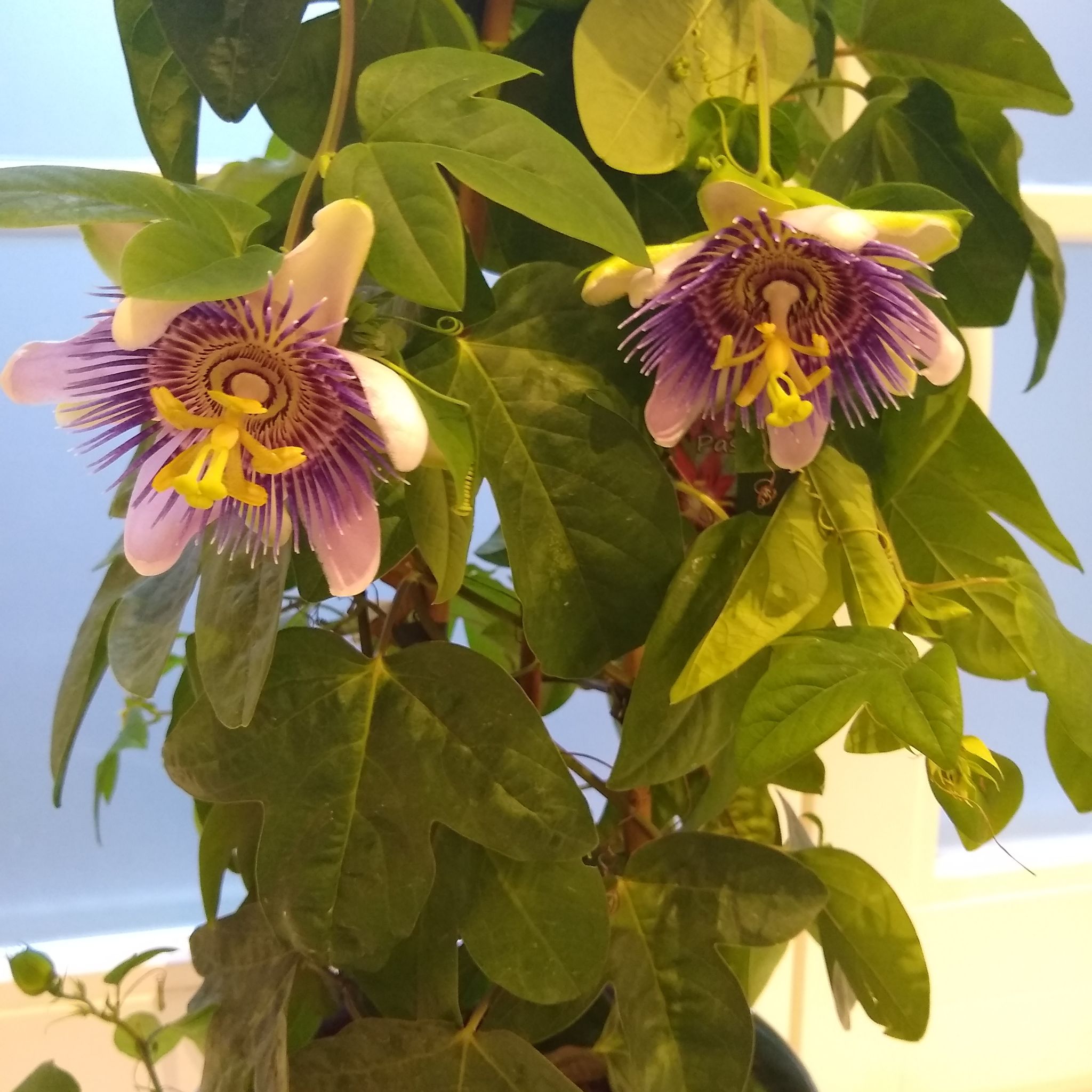 Bluecrown Passionflower with vibrant purple and white flowers and healthy green leaves.