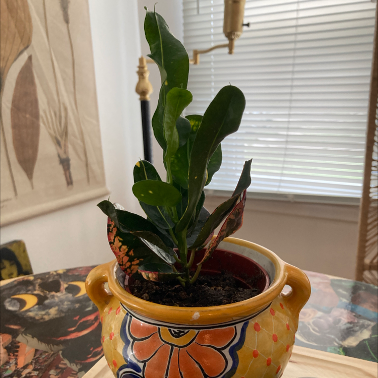 🍌 Does My Banana Croton Need Direct Sunlight?