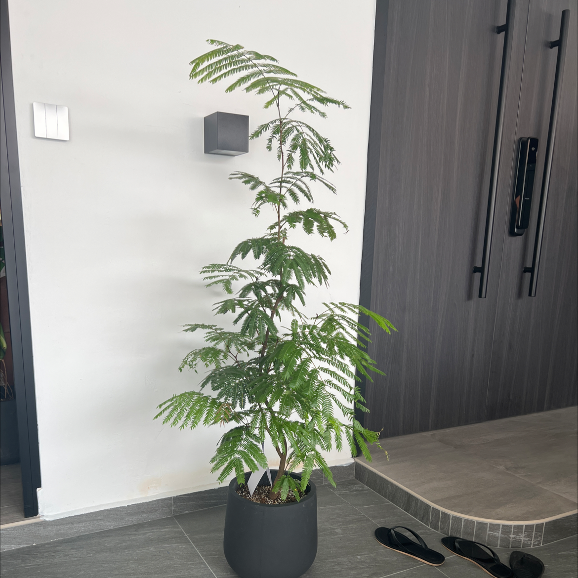 Indoor potted Silk Tree (Albizia julibrissin) with healthy green leaves.