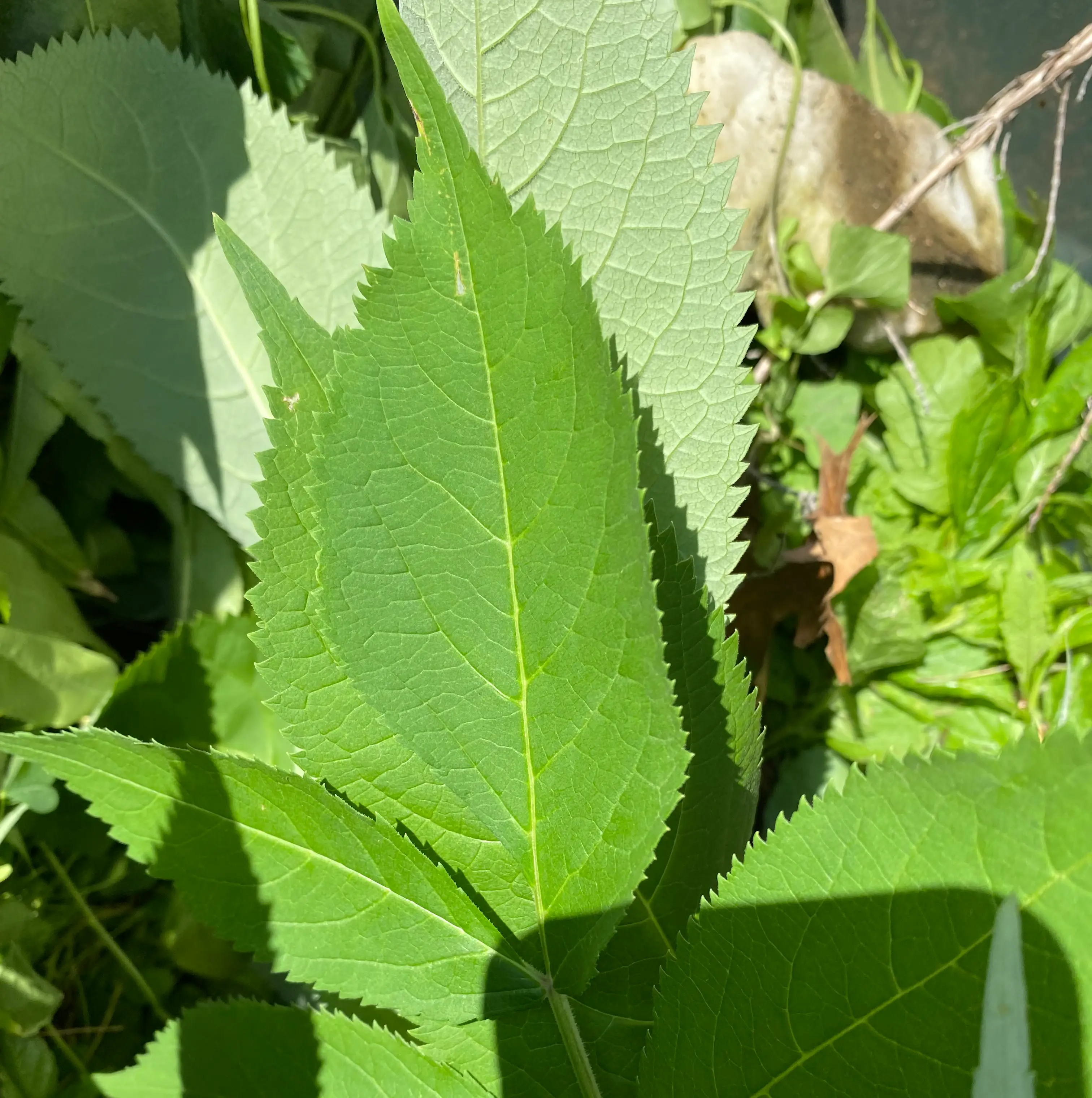 Photo of the plant species Western Ironweed by @LogicalTutu named Your plant on Greg, the plant care app