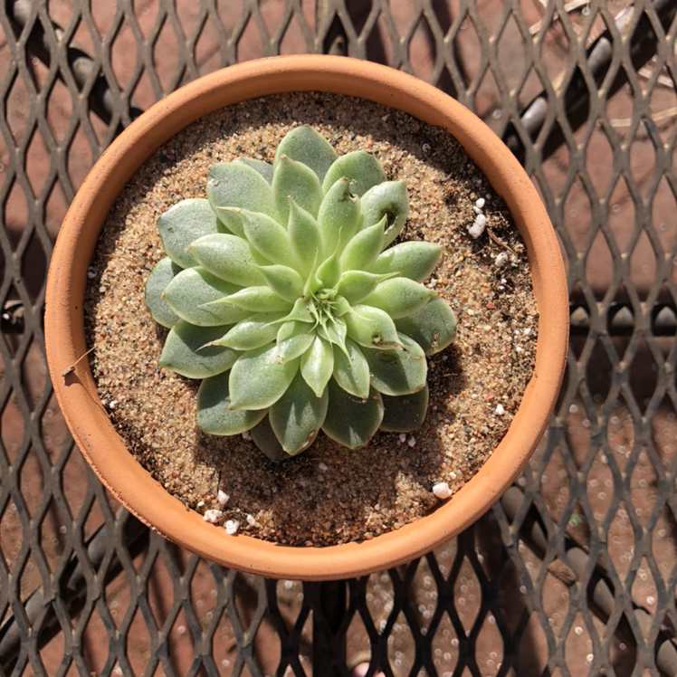 Mexican Snowball plant photo by @emmj named Suki on Greg, the plant care app.