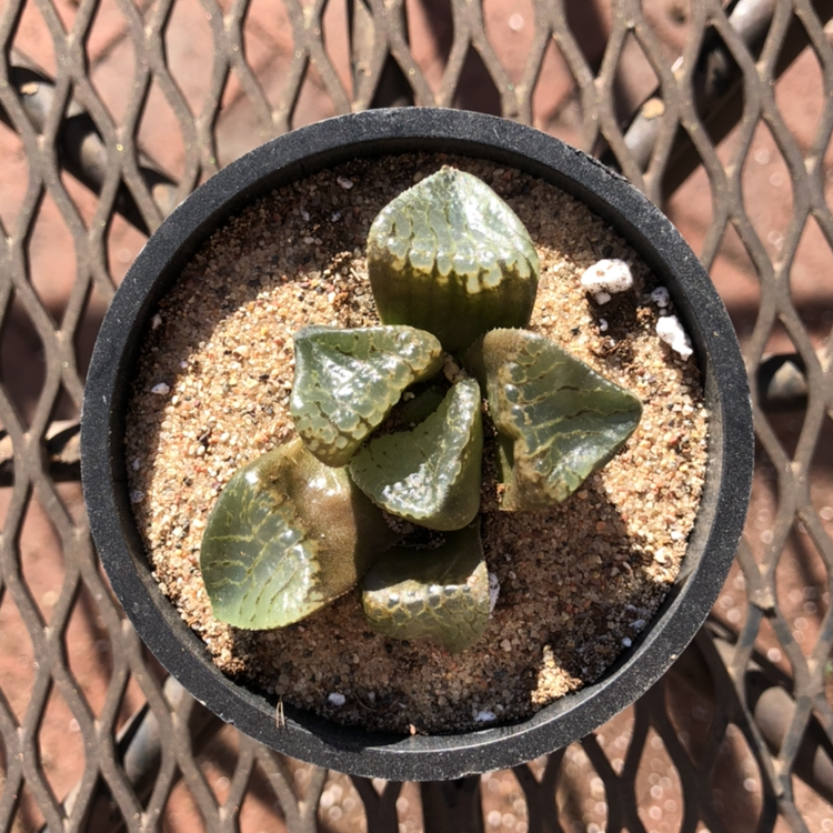 Photo of the plant species Haworthia mutica by @emmj named Bolin on Greg, the plant care app