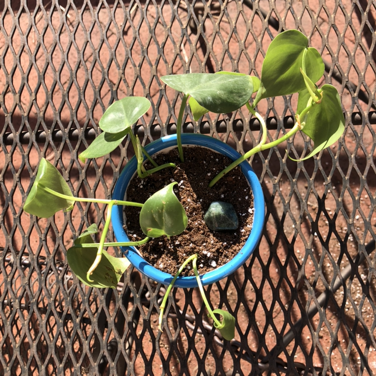 Philodendron Scandens plant photo by @emmj named Maebh on Greg, the plant care app.