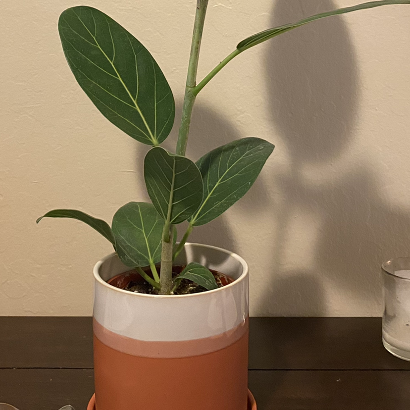 A healthy Audrey Ficus plant in a pot with visible soil and prominent leaf veins.