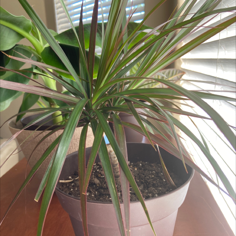 Dracaena marginata 'Bicolor' plant in a pot with visible soil, healthy leaves, and well-framed.