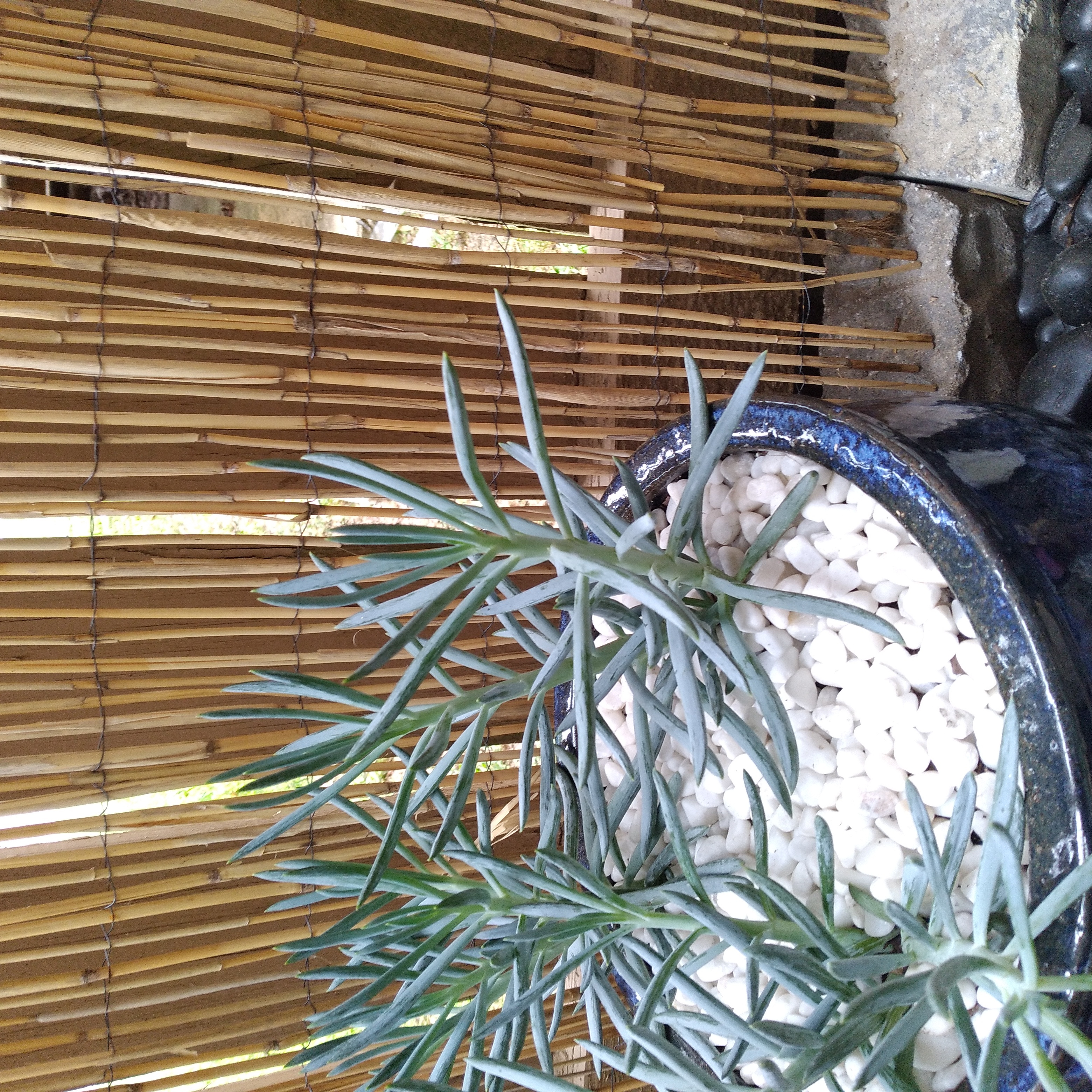 Photo of the plant species Big Blue Chalksticks by @PureOnion named Blue on Greg, the plant care app
