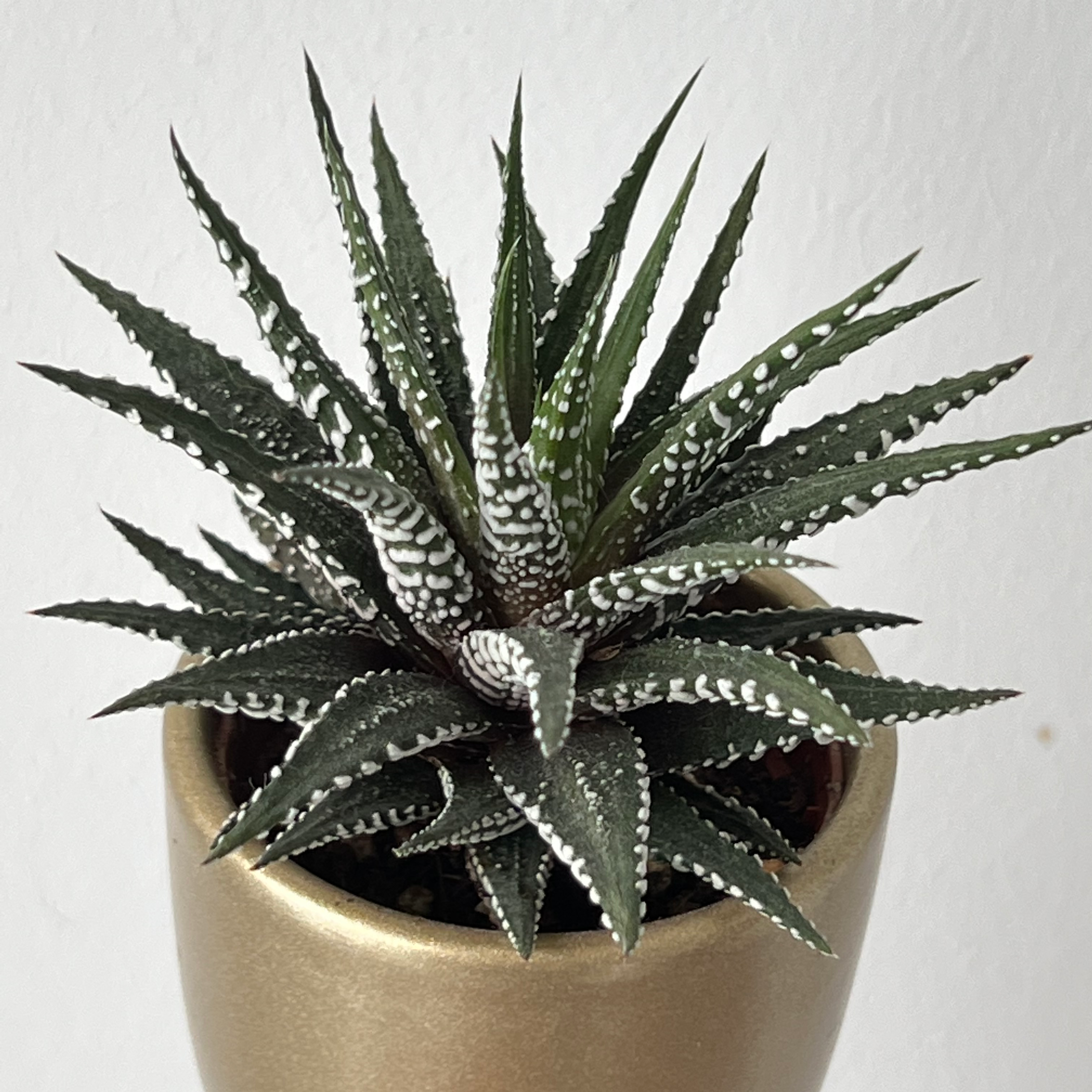 Photo of the plant species Zebra Plant by @FastMystax named Zebra on Greg, the plant care app