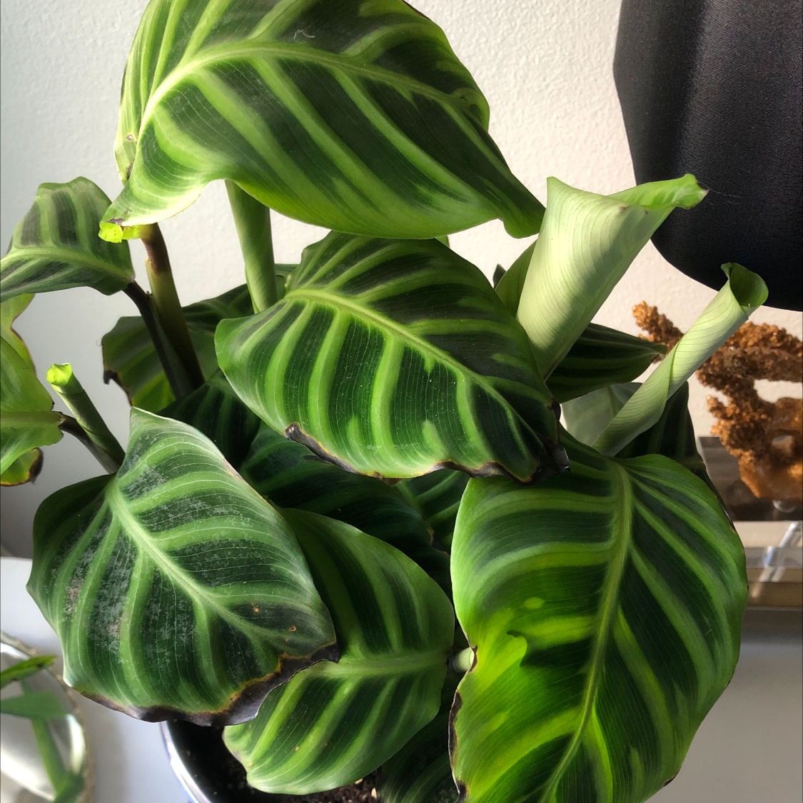 Zebra Calathea plant with vibrant green striped leaves, slight browning on edges.