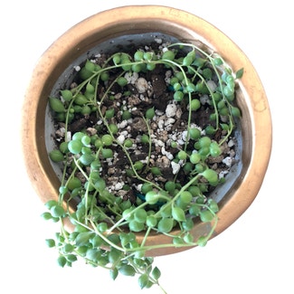String of Pearls plant in San Francisco, California