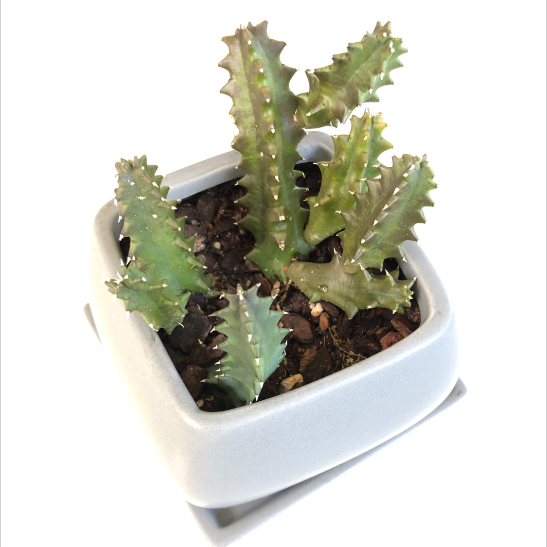 Photo of the plant species Lifesaver Cactus by @vee_vargas named Lifesaver plant on Greg, the plant care app