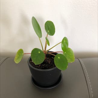 Chinese Money Plant plant in San Francisco, California