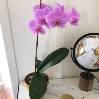 Phalaenopsis Orchid plant in San Francisco, California