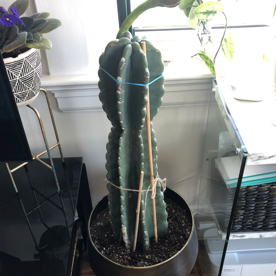 San Pedro Cactus in a pot, supported by stakes and ties, appears healthy.