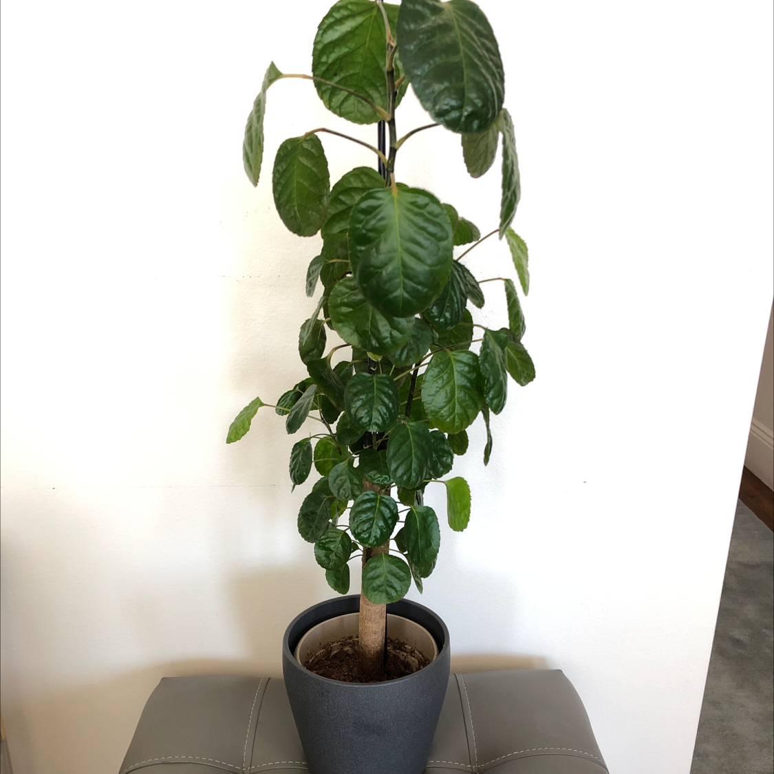 Potted Fabian Aralia plant with dark green leaves against a plain background.