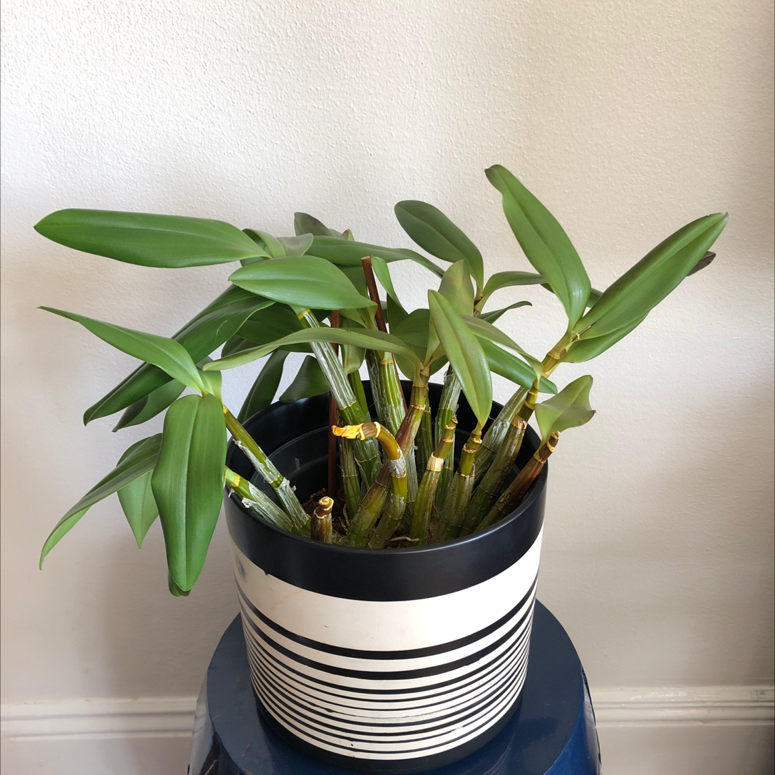 A healthy Noble Dendrobium plant in a striped pot with green leaves and stems.