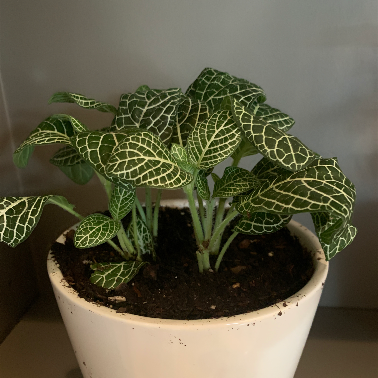 Photo of the plant species White Anne Nerve Plant by @Yellowsnider named White Anne 1 on Greg, the plant care app