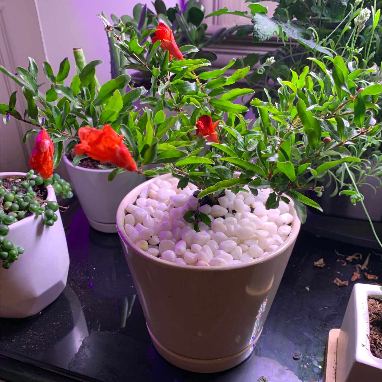 when do pomegranate trees bloom