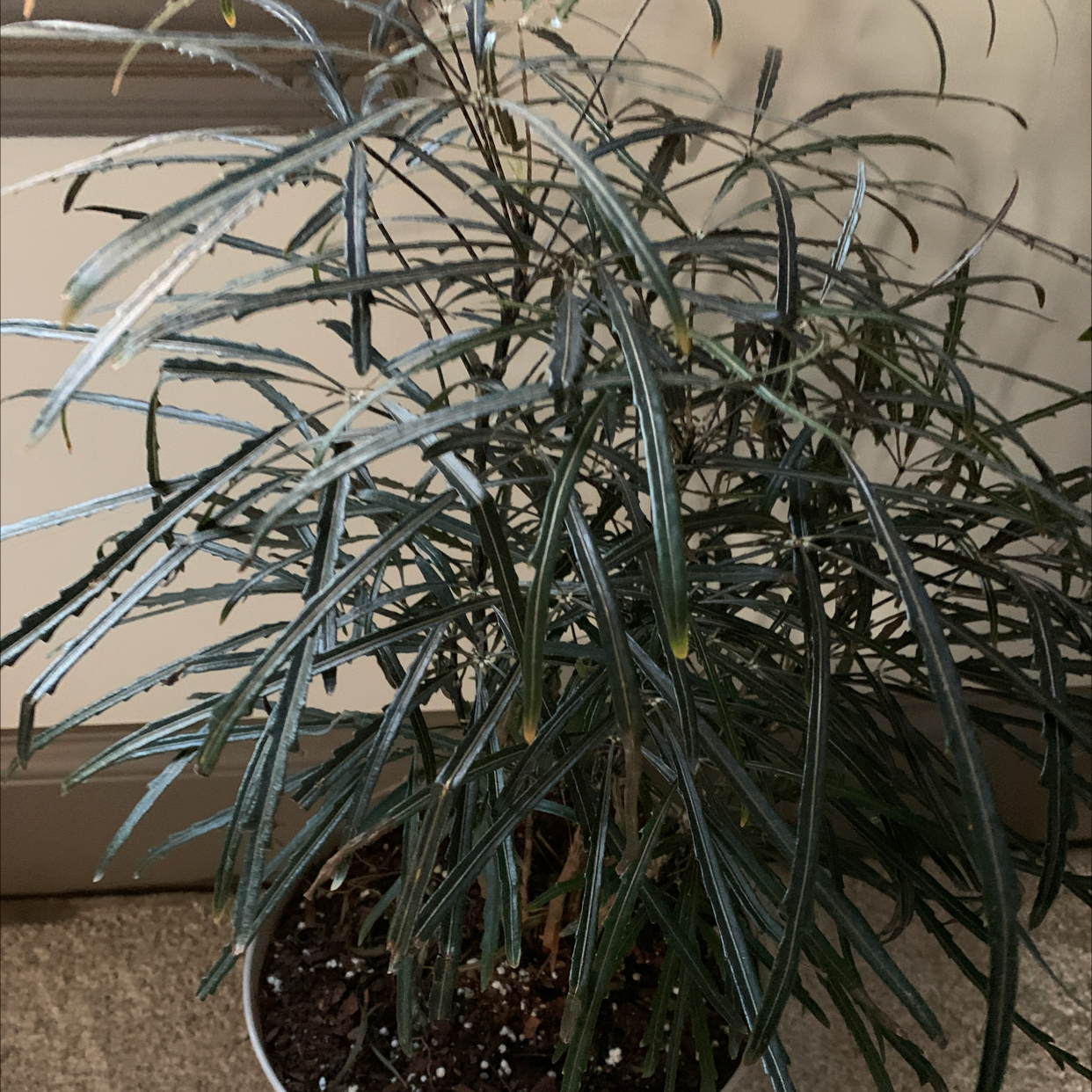 False Aralia plant in a pot with visible soil and healthy green leaves.
