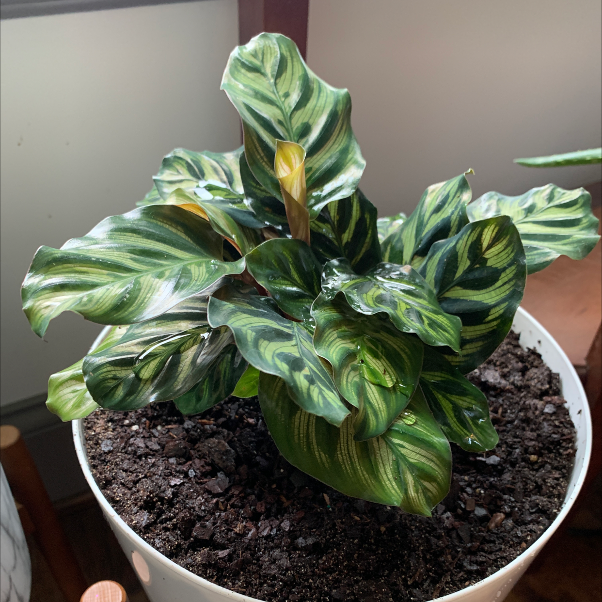 Photo of the plant species Calathea 'Medallion' by @Yellowsnider named Calathea Left on Greg, the plant care app