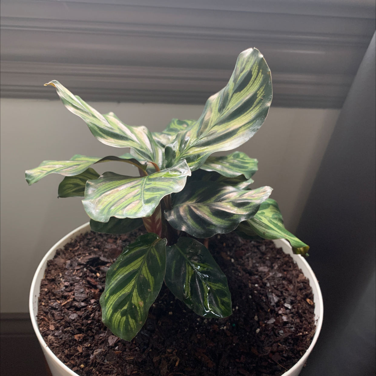 Calathea 'Medallion' plant in a white pot with vibrant patterned leaves.