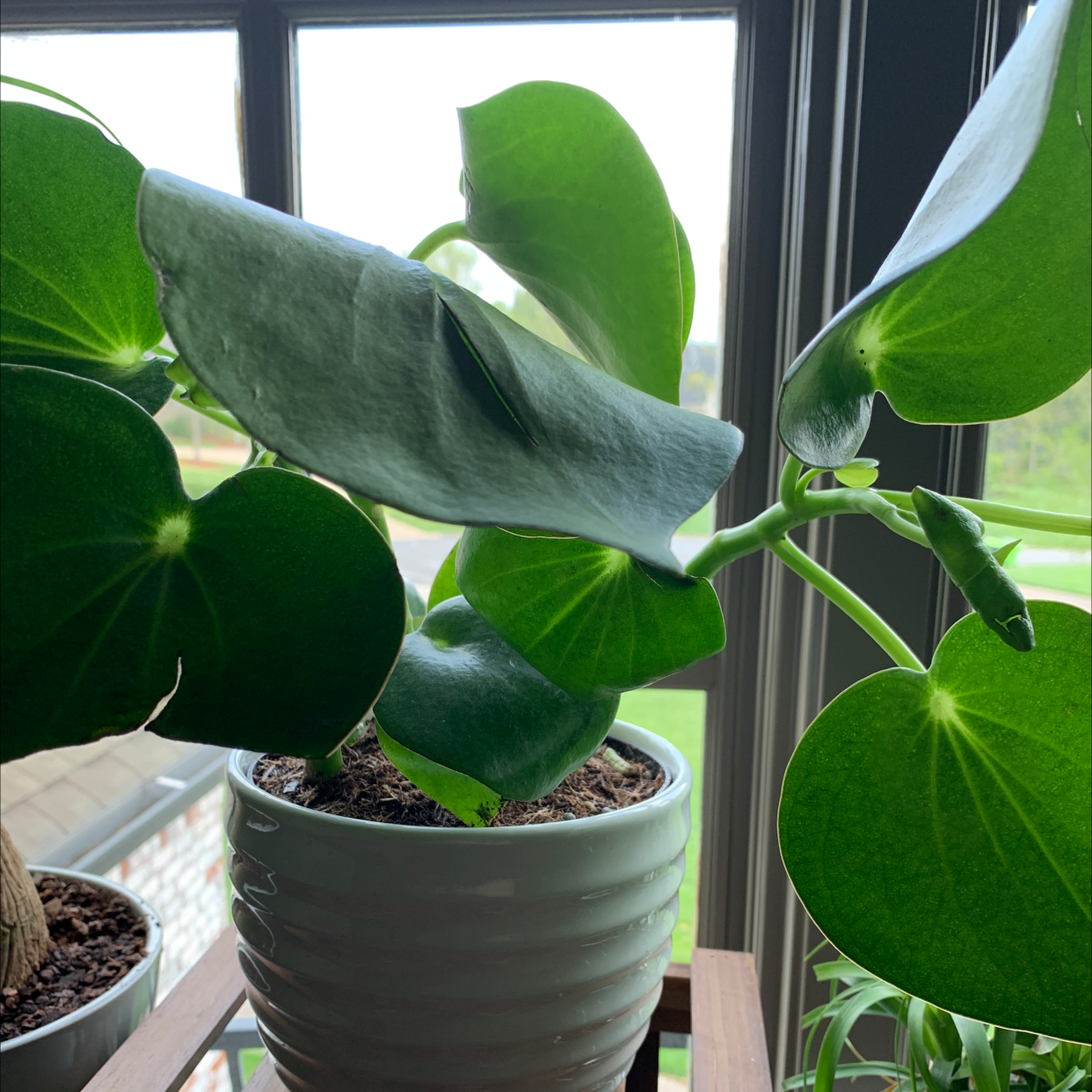 Raindrop Peperomia plant in a white pot near a window with mostly healthy green leaves.