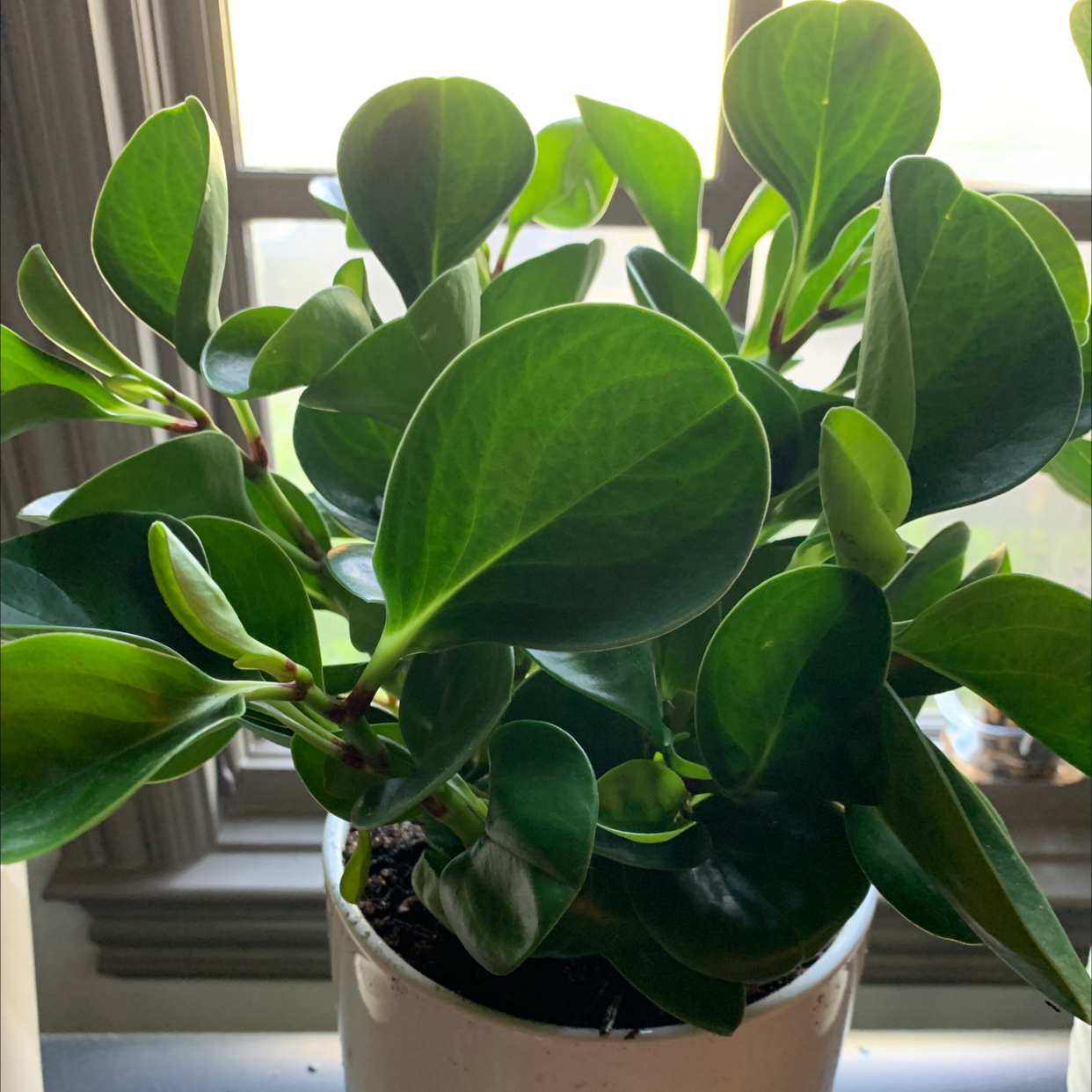 Photo of the plant species Baby Rubber Plant by @Yellowsnider named Rubber Tree Living Room on Greg, the plant care app