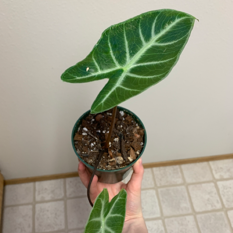 Alocasia Polly plant in a small pot with vibrant green leaves and prominent white veins.