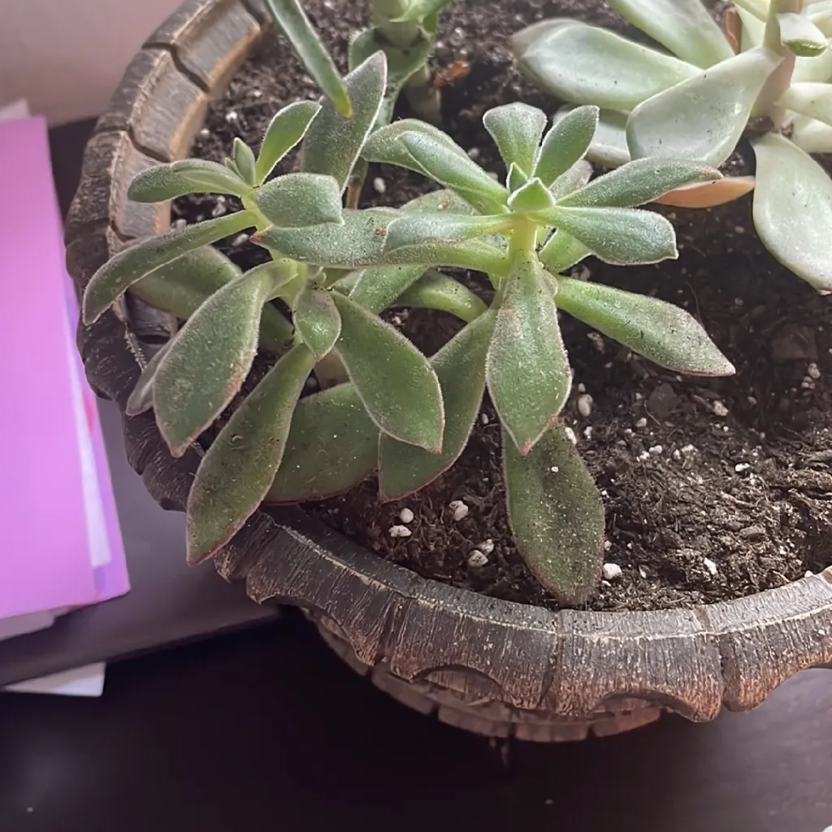 Photo of the plant species Red Echeveria by @ManyHeartfern named Your plant on Greg, the plant care app