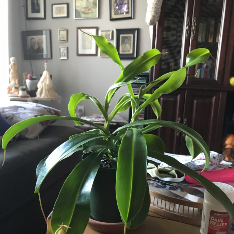 Healthy Tropical Pitcher Plant with vibrant green leaves indoors.