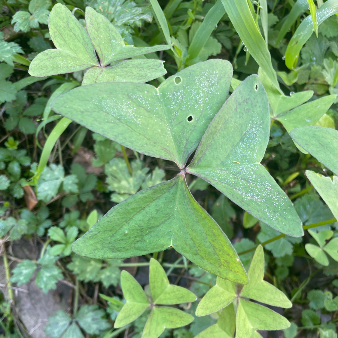 Broadleaf Woodsorrel plant with trifoliate leaves, minor discoloration and holes.